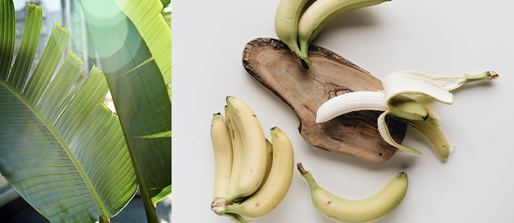 Zijn bananen gezond?